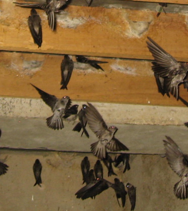 Getting to Know the Swiftlet Bird Better